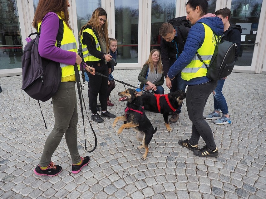 OiFP. PSAcer po miejskiej dżungli