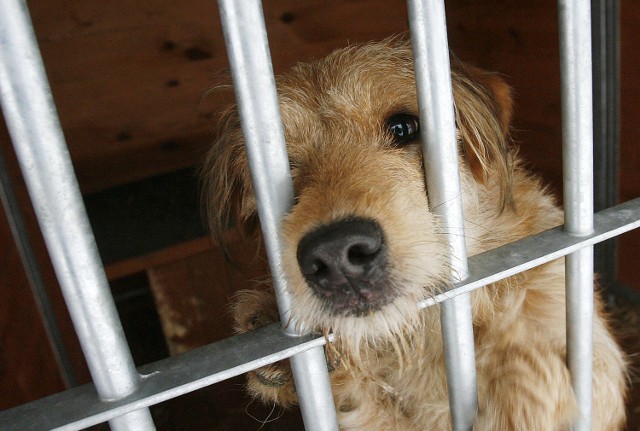 W tym roku na terenie Bochni złapano już 16 bezpańskich psów. W Brzesku - o trzy więcej