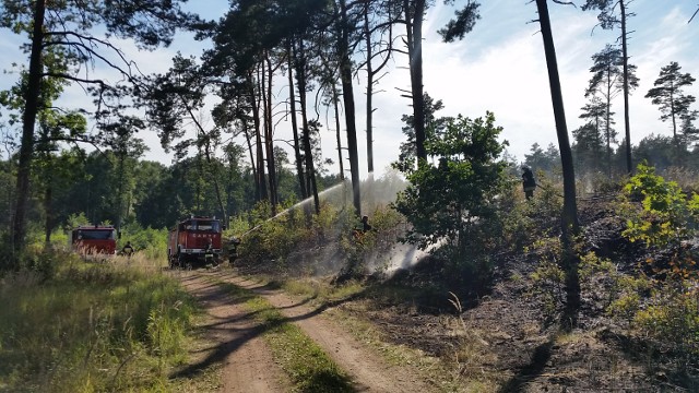 Ktoś podpala lasy w Błędowie. Straty są ogromne