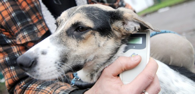 Mieszkańcy alarmują: jedzenie, które zalega na trawnikach w różnych częściach miasta może być zatrute. Zwierzęta, które sięgają po nie podczas spacerów, chorują