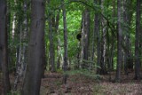 Goryl bujał się na drzewie w lesie w Siedlcu koło Krzeszowic