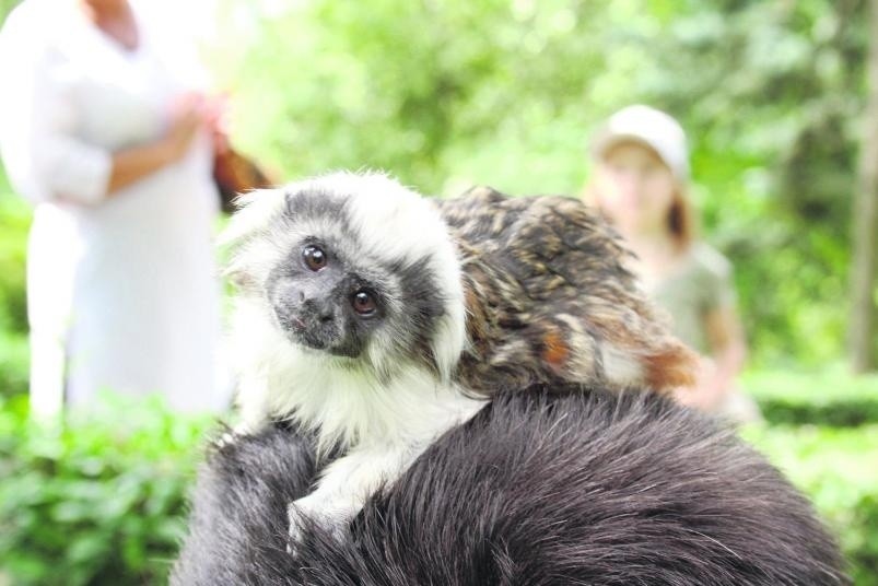 Mała małpka tamaryna uwielbia swoją opiekunkę Marię