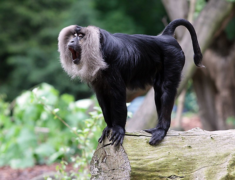 Makaki z łódzkiego zoo mają nowy dom [ZDJĘCIA+FILM]