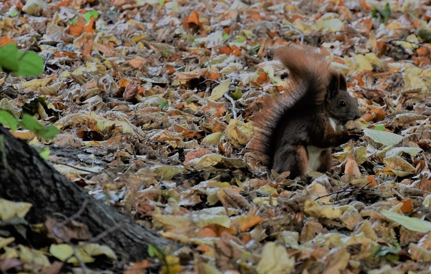 Park Miejski w Kaliszu ubiera powoli jesienną szatę. A...