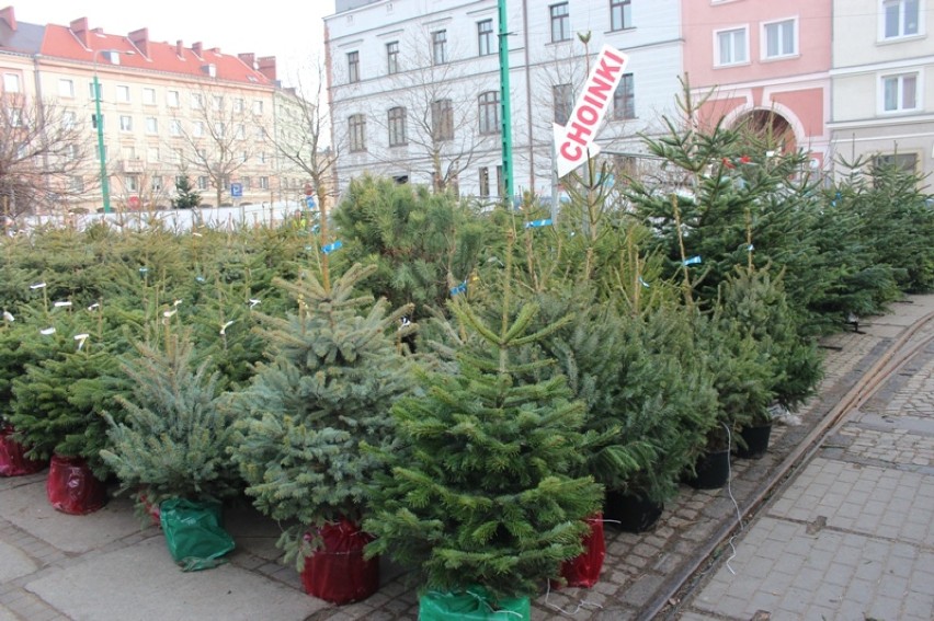 Ceny choinek w Poznaniu bez większych zmian