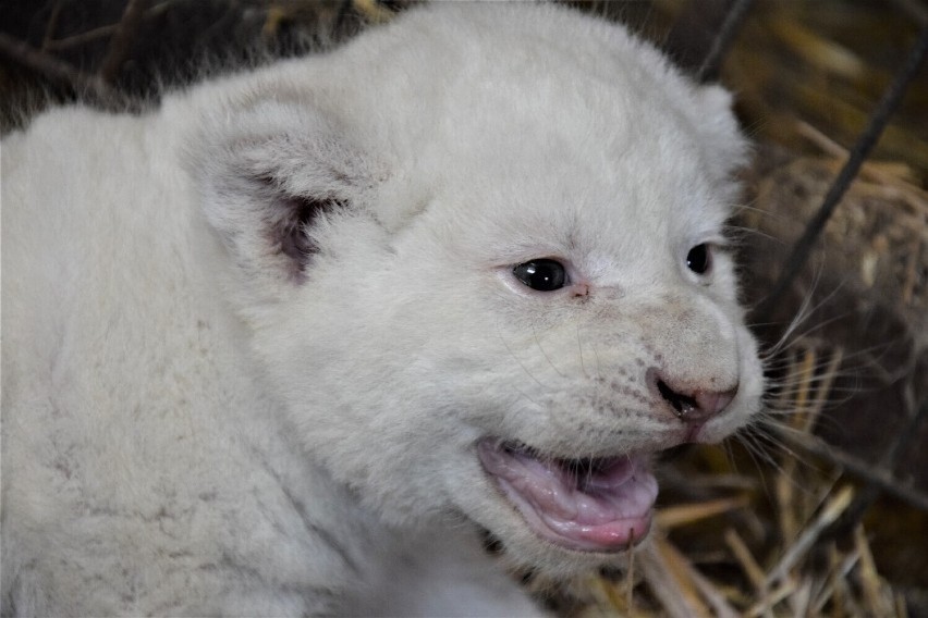 Wybrano imię dla białego lwiątka, które przyszło na świat w Zoo w Borysewie koło Poddębic. Jakie? FOTO