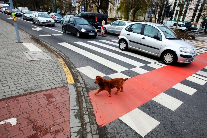 Poznań: Miasto stoi w korkach. Paraliż komunikacyjny [ZDJĘCIA]