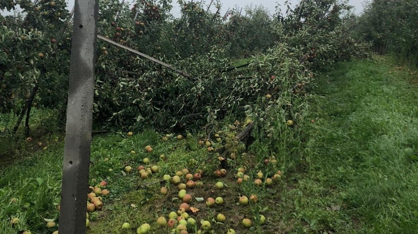 Potrzebna pomoc dla sadowników z Raciechowic! Straty są...