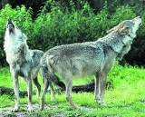 Głodne wilki atakują na Podhalu. Bezradni bacowie