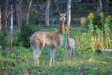 Poznań: W Nowym ZOO urodziła się wikunia - to rzadkość! 