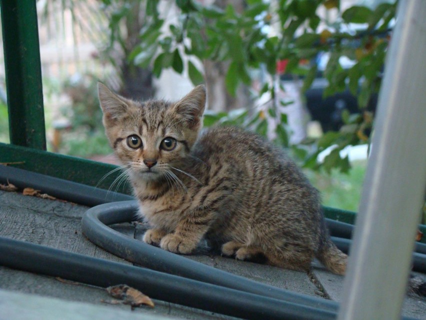 Adopcje kotów Jaworzno. 20 kotów i starszy pan wołają o pomoc!