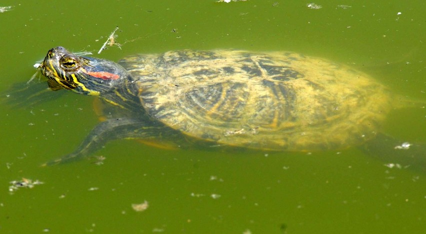 Tysiąc żółwi żyje w Zalewie Zemborzyckim