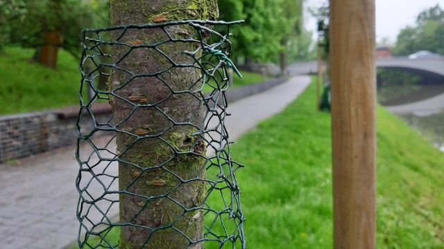 Dzięki interwencji MZD bóbr żyjący nad Młynówką nie będzie już nadgryzał młodych drzew.