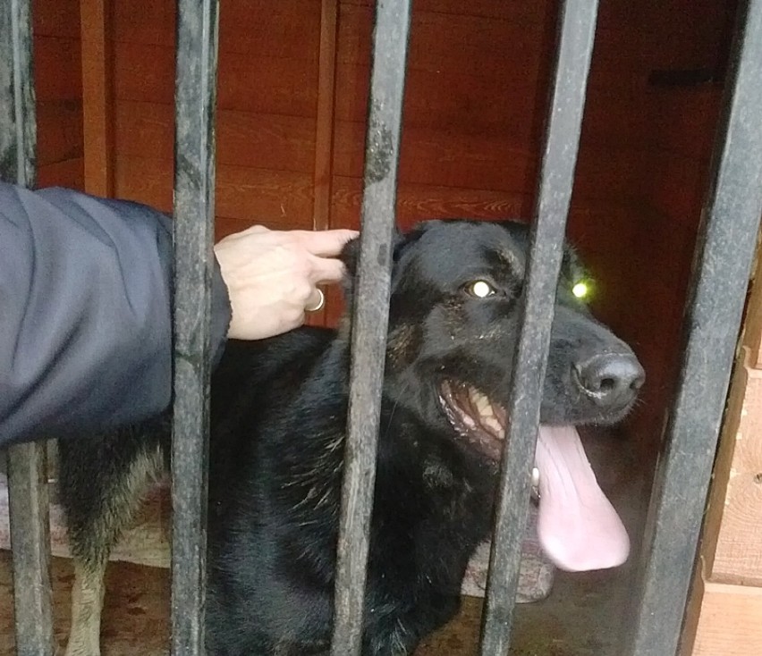 Reks Malbork: Znaleziono dwa psy - w centrum miasta i na "międzytorzu"