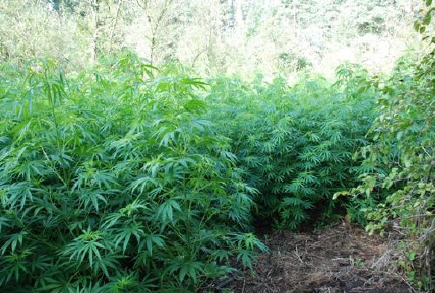 Plantacja marihuany w gm. Nowa Brzeźnica. W lesie rosło 480 krzewów konopi