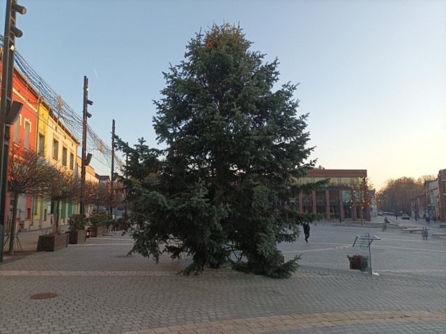 Obok zielonego drzewka, pracownicy Miejskiego Zarządu Dróg i Mostów własnoręcznie wykonują Zimową Krainę.
