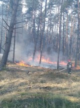 Pracowite święta strażaków i leśników. 93 pożary lasów w kwietniu [ZDJĘCIA]