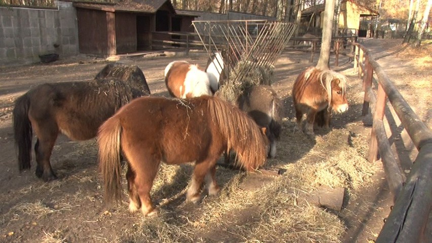 Kuc Boguś już znalazł tworzystwo