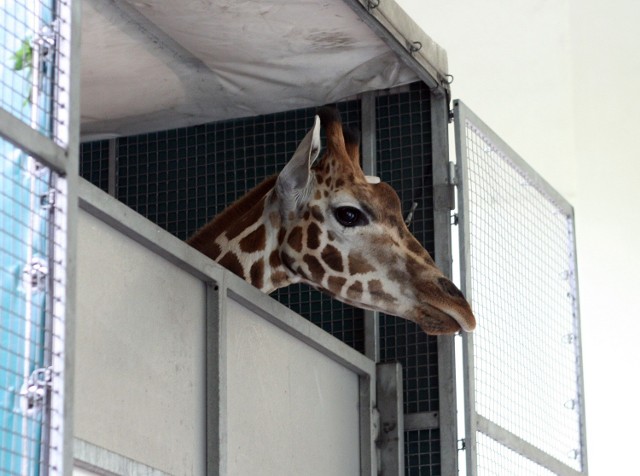 Żyrafa Lira z Lipska do Łodzi dotarła we wtorek po południu. Witał ją Ryszard topola, dyrektor łódzkiego zoo.