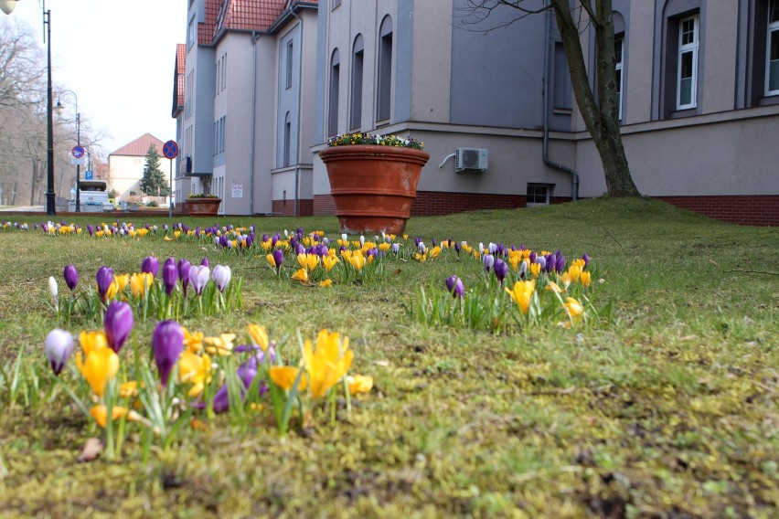 Przed świnoujskim szpitalem kwiatki, bratki i stokrotki. Wiosnę czuć wszędzie