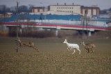 Przyroda powiatu dębickiego w obiektywie Jacka Warżały