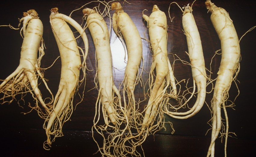 Żeń-szeń koreański (Panax ginseng), zwany też czerwonym lub...