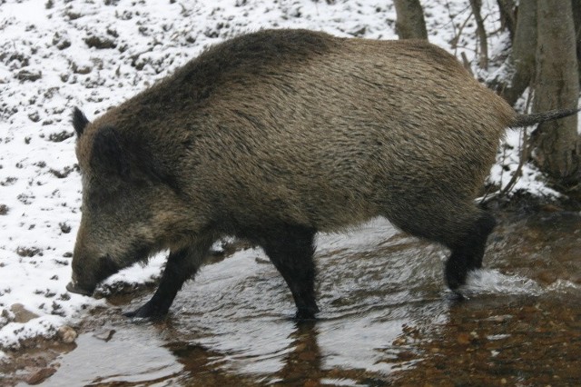 Mieli strzelać do bażantów, a zastrzelili dziki, mimo że nie wolno było im tego zrobić