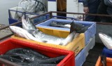 Łososie z Żelistrzewa zakażone Listeriozą? W Danii zmarła jedna osoba, dwie są w ciężkim stanie