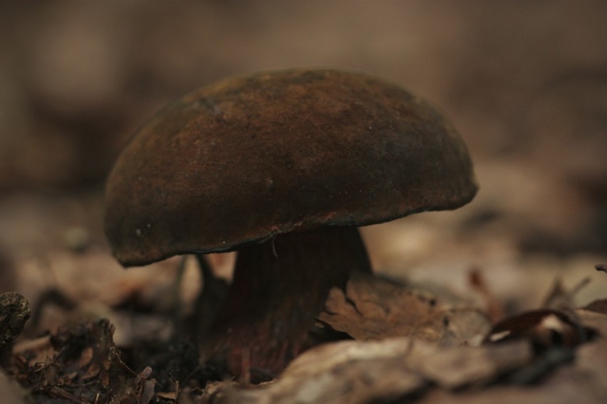 Najwięcej grzybów znajdziemy w lasach w pobliżu Miedzichowa...