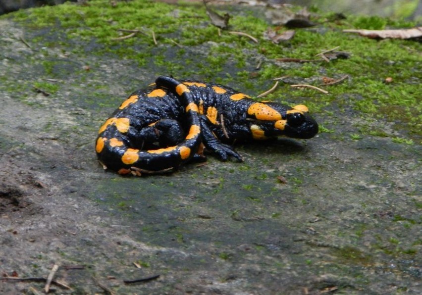 Salamandra - niezdarny płaz wrocławskiego zoo (ZDJĘCIA)