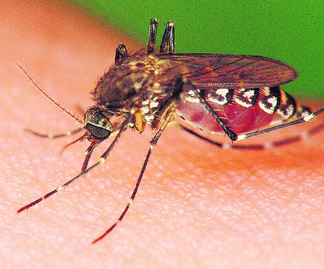 Ukąszenia komarów nie są bolesne, ale ich skutki-tak