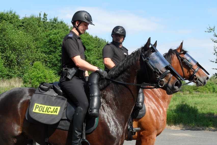 Policyjne konie z Chorzowa dostały sprzęt zabezpieczający...