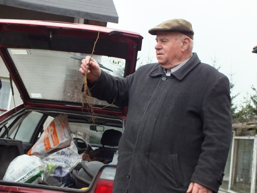 Powiat bełchatowski: pszczelarze odebrali sadzonki lipy