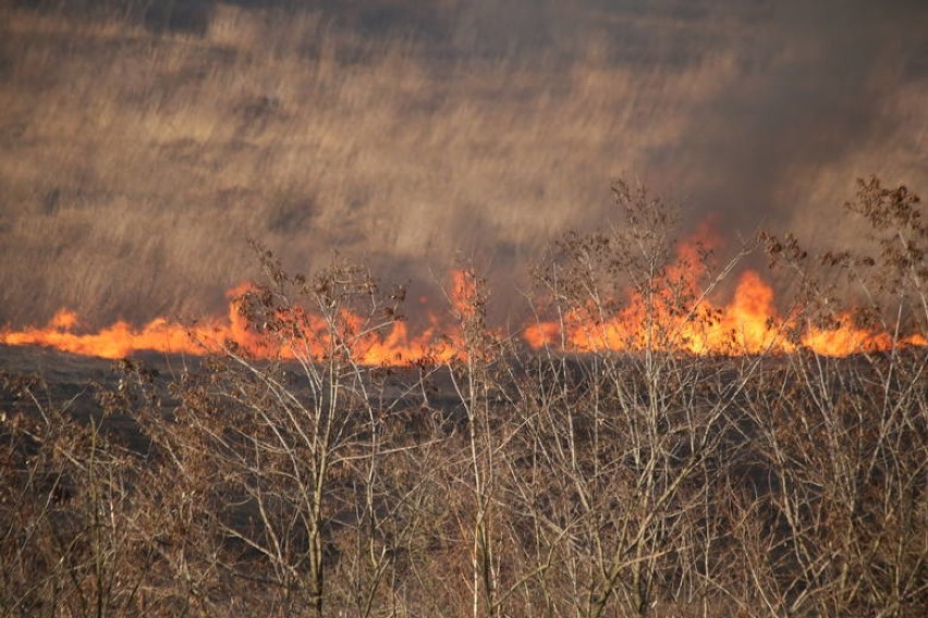 Sosnowiec: pożar traw w Milowicach [ZDJĘCIA, WIDEO]