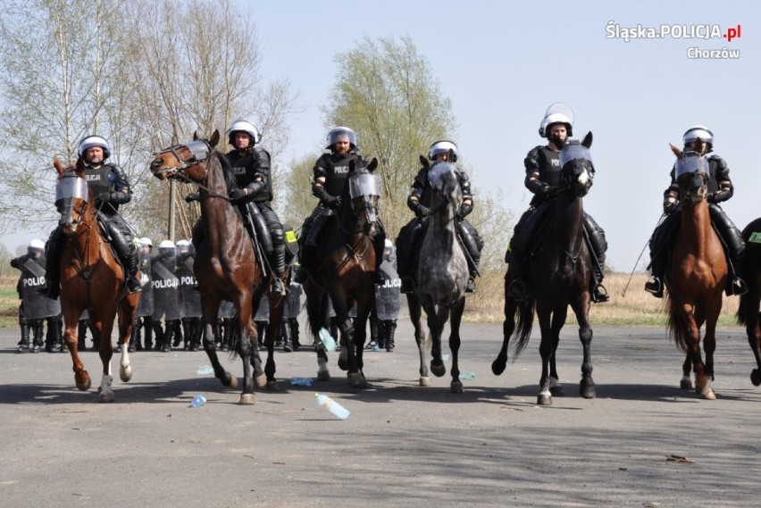 Ćwiczenia częstochowskiej i chorzowskiej policji konnej ZDJĘCIA