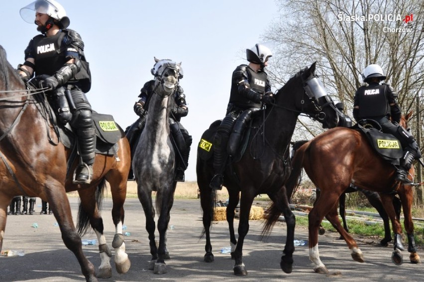 Ćwiczenia częstochowskiej i chorzowskiej policji konnej ZDJĘCIA