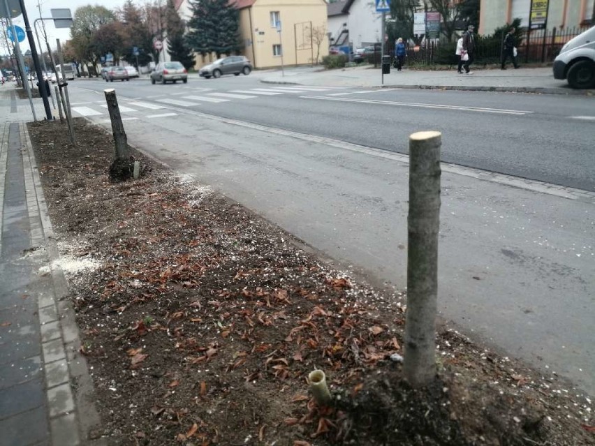 Wycinka drzew wzdłuż ulicy Kościuszki w Wągrowcu [ZDJĘCIA]