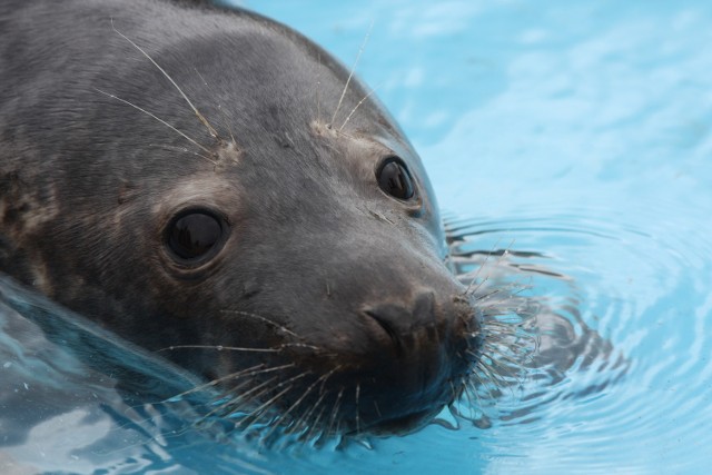 Na górkach Czechowskich powstanie ZOO