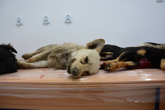 Grzegorzew: Na polu znaleziono cztery martwe psy