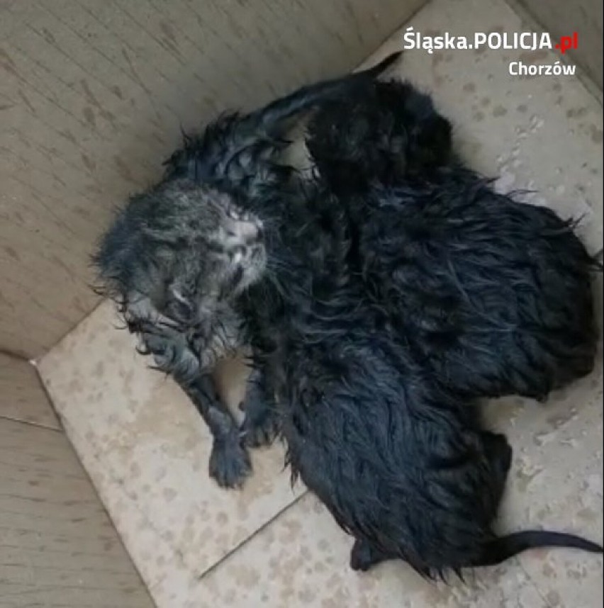 Chorzowscy policjanci uratowali trzy małe kotki. Do zdarzenia doszło na ul. Filarowej 
