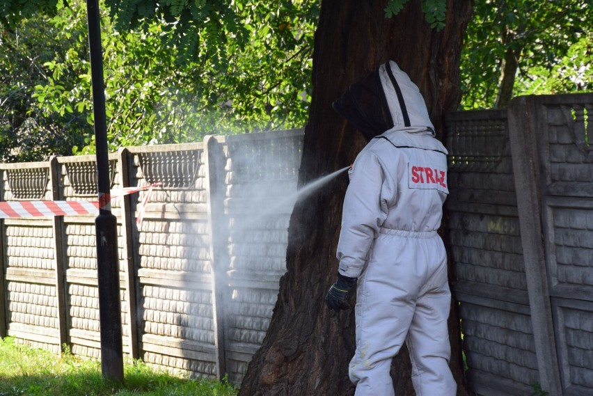 Osy, pszczoły i szerszenie. Strażacy nie wyjeżdżają do akcji związanych z owadami błonkoskrzydłymi już tak często jak kiedyś 