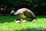 W Parku Czartoryskich wykluło się 5 młodych pawi (zdjęcia)