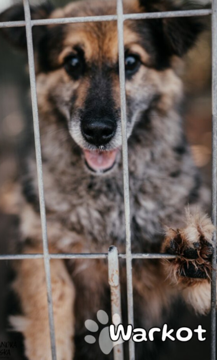 Te psy czekają do adopcji w schronisku w Pruszczu