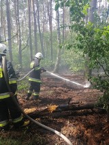 Pożary w Dankowicach Piaskach. Strażacy z gminy Krzepice walczyli z ogniem FOTO