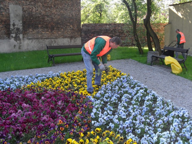 Na skwerze w Kochłowicach zaroiło się od kwiatów. Trzeba o nie odpowiednio zadbać