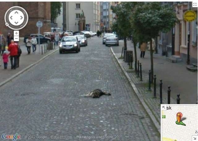 Samochód Google Street View przejechał psa? Google: Nie, tylko obudził