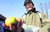 Uwaga drożyzna! Ceny polskich warzyw i owoców biją rekordy [WIDEO]