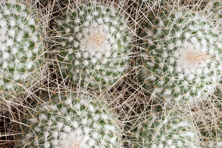Wystawa kaktusów czynna jest w Ogrodzie Botanicznym przy...