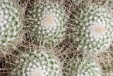 Kaktusy w Ogrodzie Botanicznym [ZDJĘCIA]