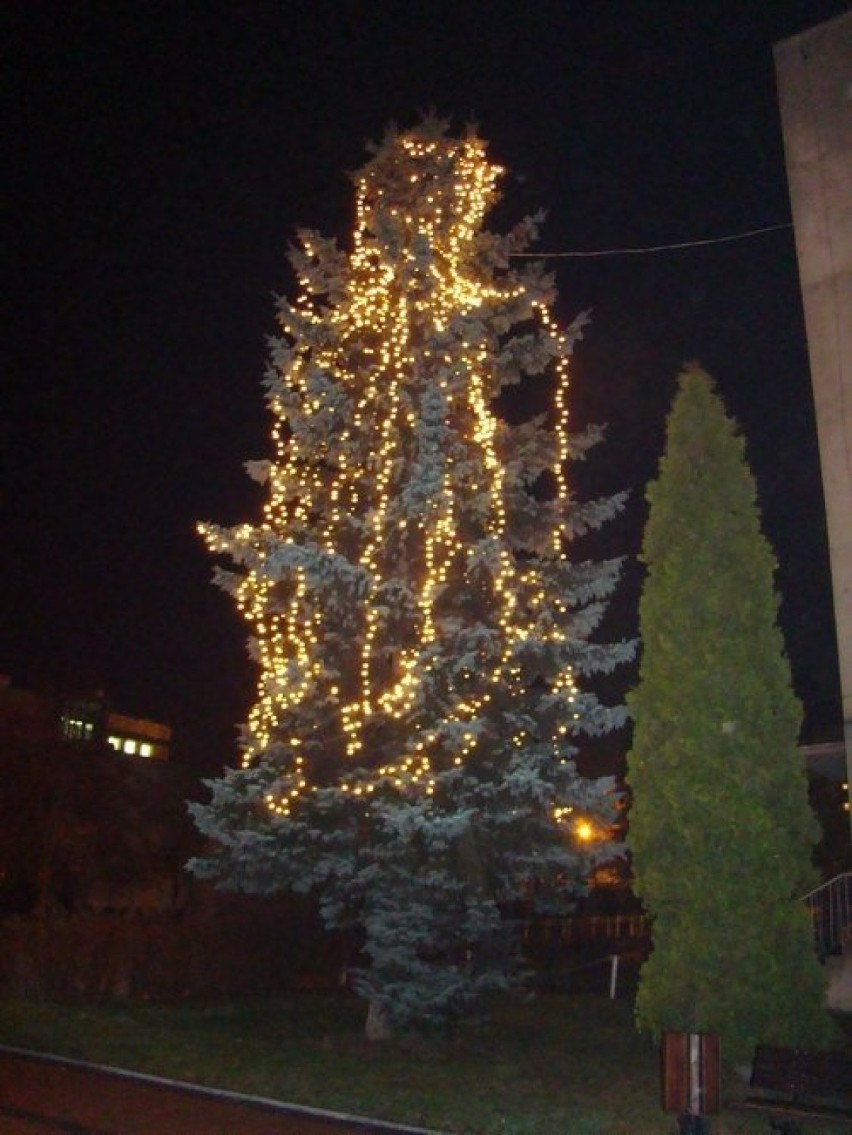 Drzewa obok Urzędu Miasta Radomska zostały udekorowane...